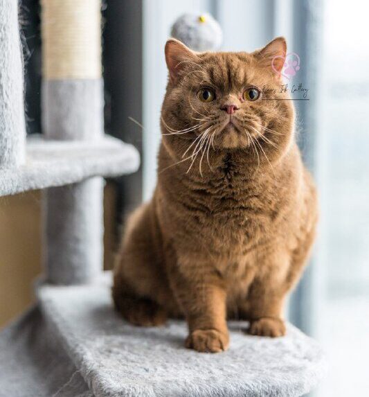 cat