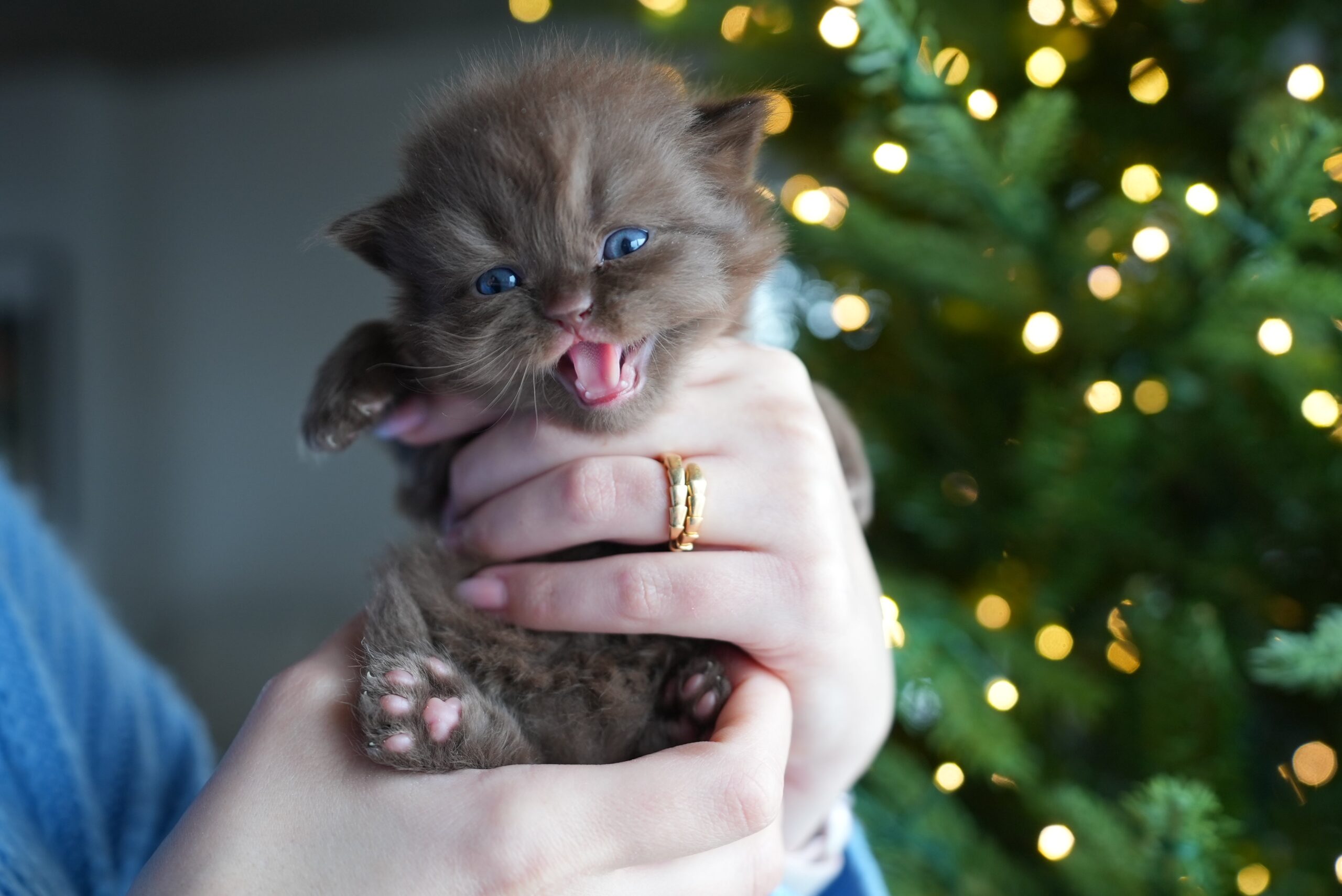 cat