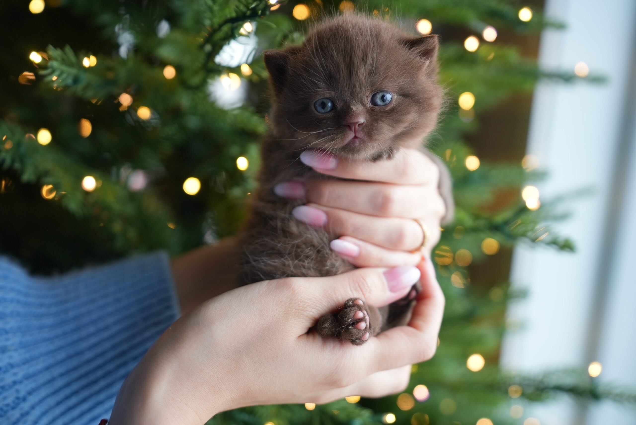 cat