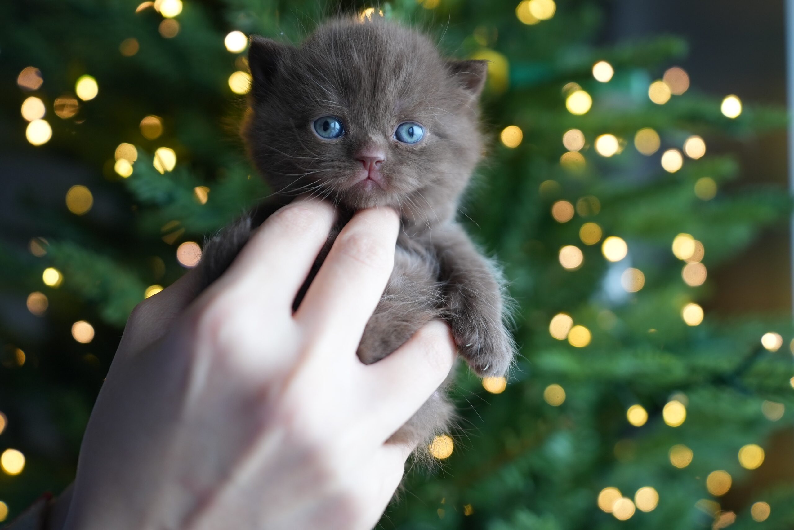 cat